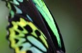 butterfly by sean
