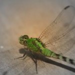 dragonfly dragonfly