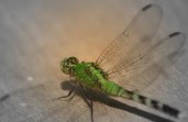 dragonfly dragonfly