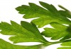 add parsley to your diet