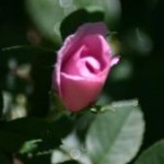 rose rose