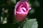 rose rose