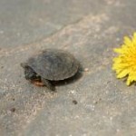 turtle by sean