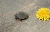 turtle by sean