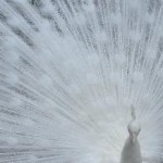 white peacock by caiti