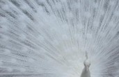 white peacock by caiti