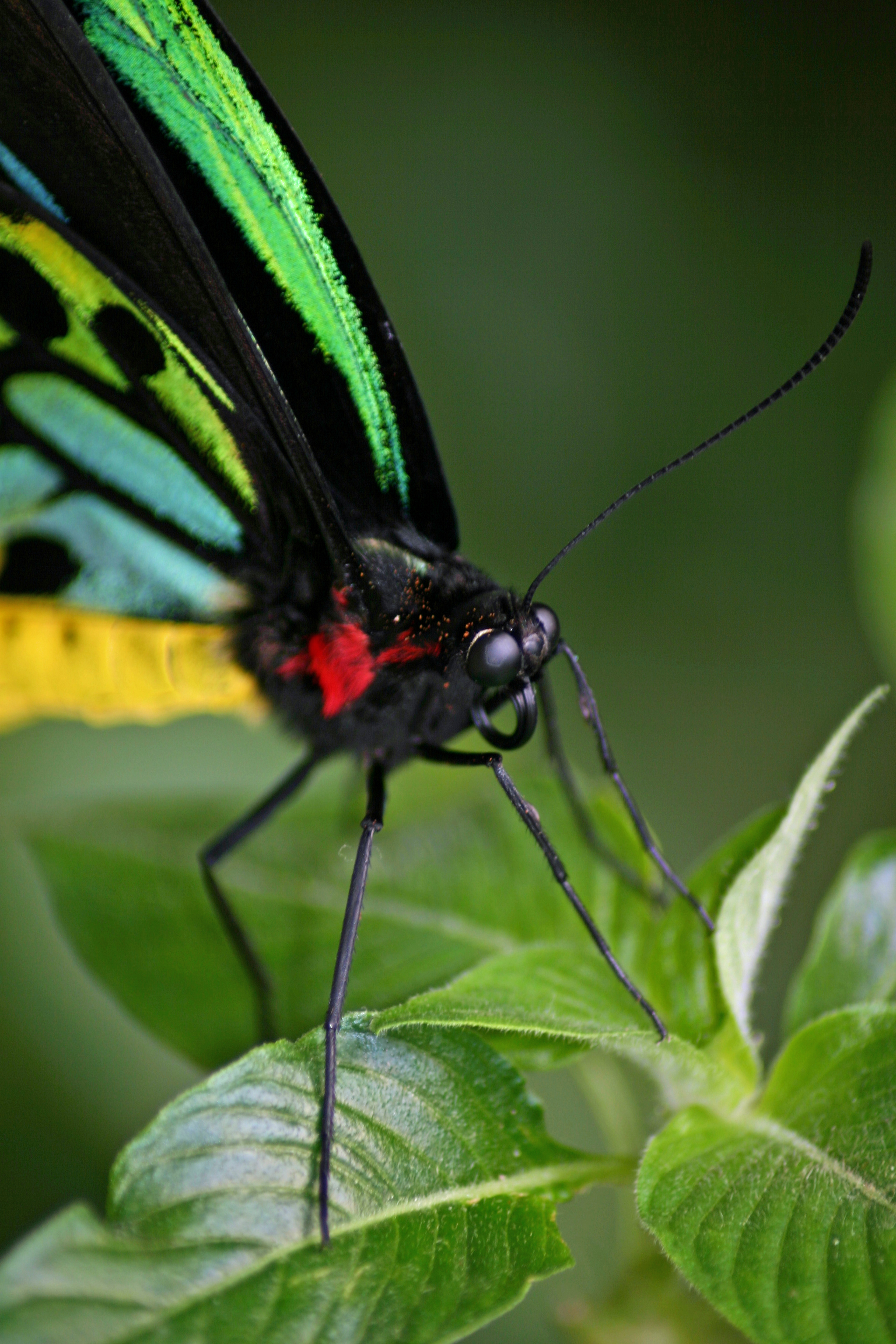 Butterflies -by Sean Smith