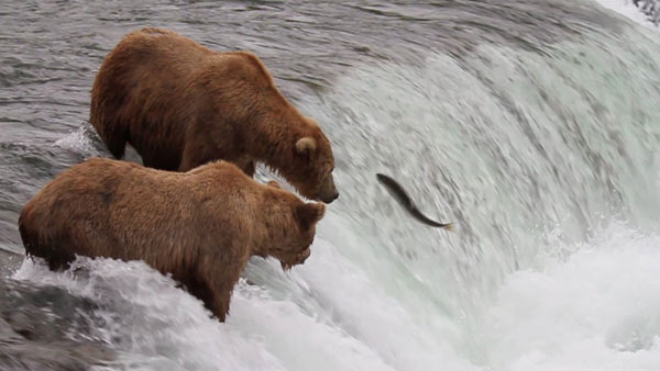 Alaskan Brown Bears Frolic In Waterfall