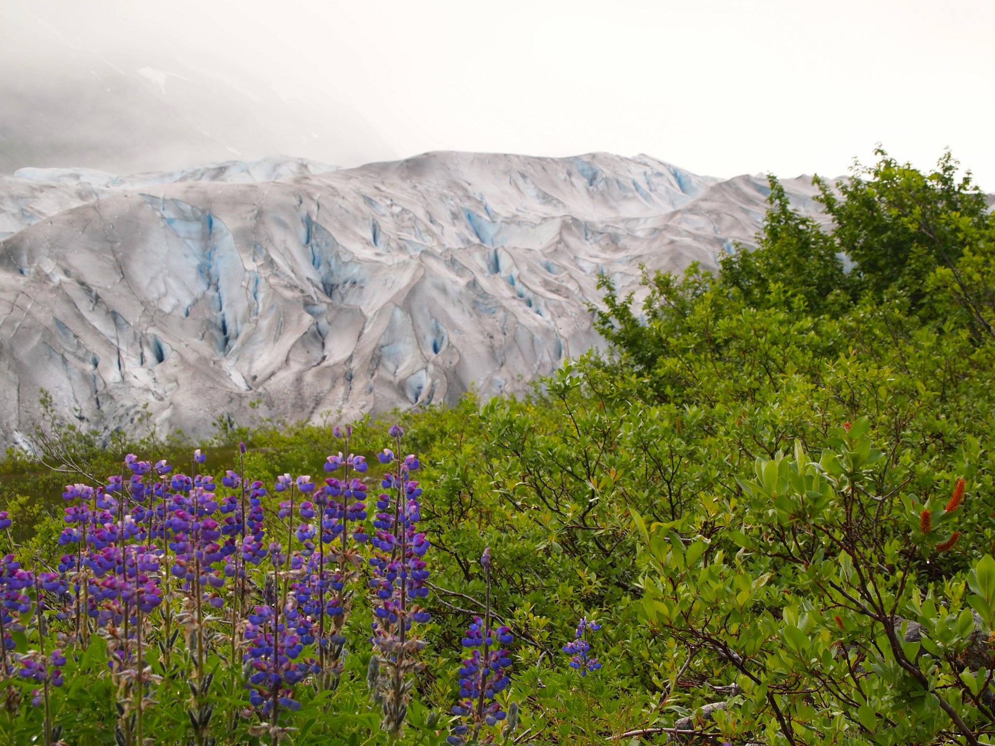 Glacier Bay -by Ann Vetter-Hansen
