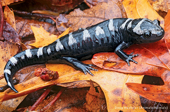 Why You Should Leave the Leaves