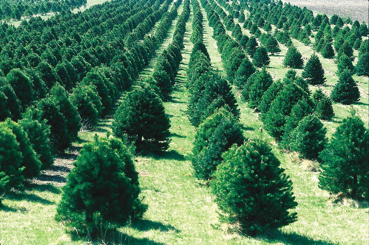 Christmas Trees: Real or Artificial? Which is better for the ...