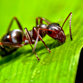 Orange Oil Helps Deter Ants