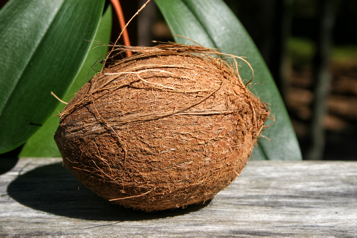 coconut 1200