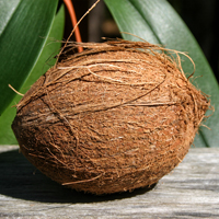 Organic Coconut Oil Deep Conditioner Hair Treatment