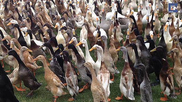 Hundreds of ducks help farming on a vineyard