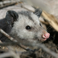 Prevent Lyme Disease; Get an Opossum (part 1)