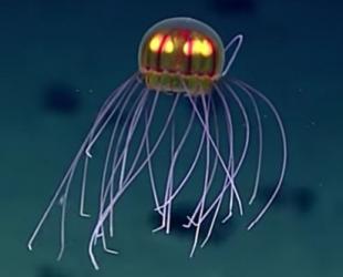 Exploration of the Marianas Reveals Beautiful New Jellyfish Species| Highlight Video