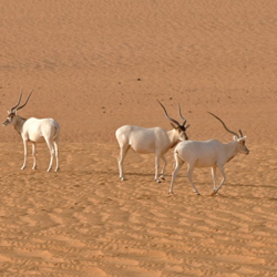 Saharan Addax Antelope is in Imminent Danger of Extinction