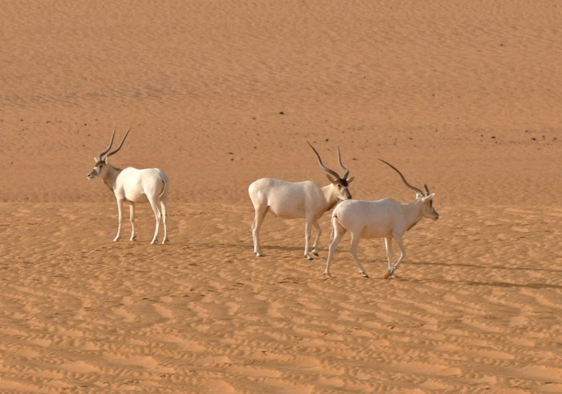 Photo:  Thomas Rabeil / Sahara Conservation Fund