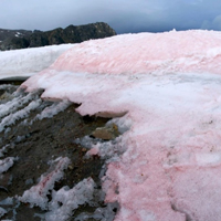 Blood Snow May Speed Arctic Melts