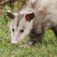 Prevent Lyme Disease; Get an Opossum (part 2)