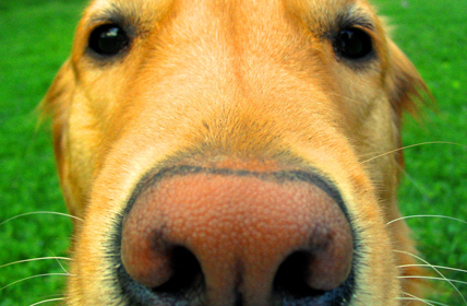 Protect Your Dog From Ticks