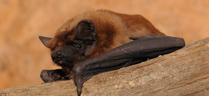 Noctule-2-690x320-1