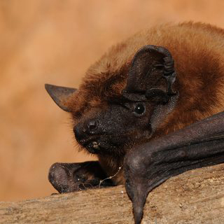 Bats and Wind Turbines