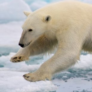 With disappearing sea ice, polar bears spend more time on land