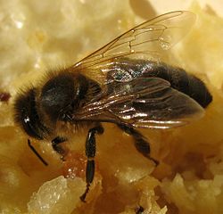 Honey Products Can Be Contaminated With Roundup