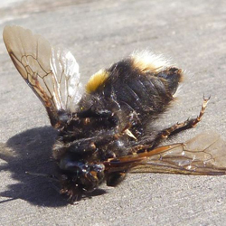 Naled Overkill for Zika Virus -Alternatives Available