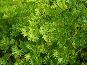 Luteolin in veg and herbs possible treatment option for Triple Negative Breast Cancer