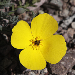 Superbloom in California Deserts