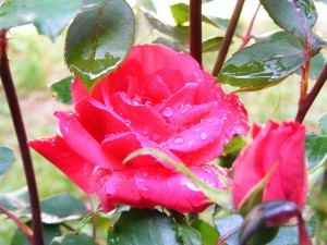 A Dew Covered Rose