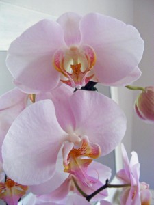 Orchid