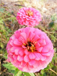 Pink Zinnia