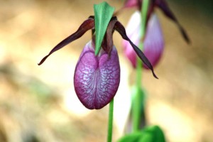 Lady Slippers Orchid