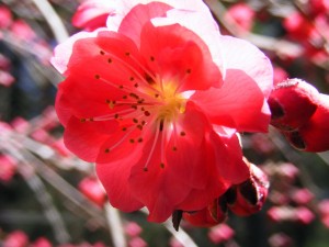 Weeping Peach Blossom