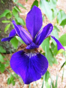 Iris 3